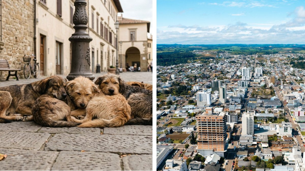 Supostos servidores são indiciados após 5 cães comunitários serem levados em carro da prefeitura e abandonados em cidades diferentes de SC