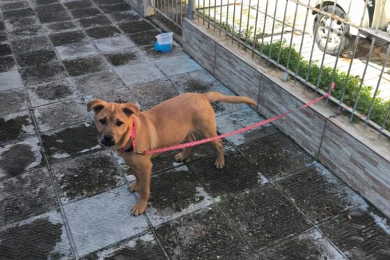 Câmera de segurança flagra mulher amarrando e abandonando cachorro em BC