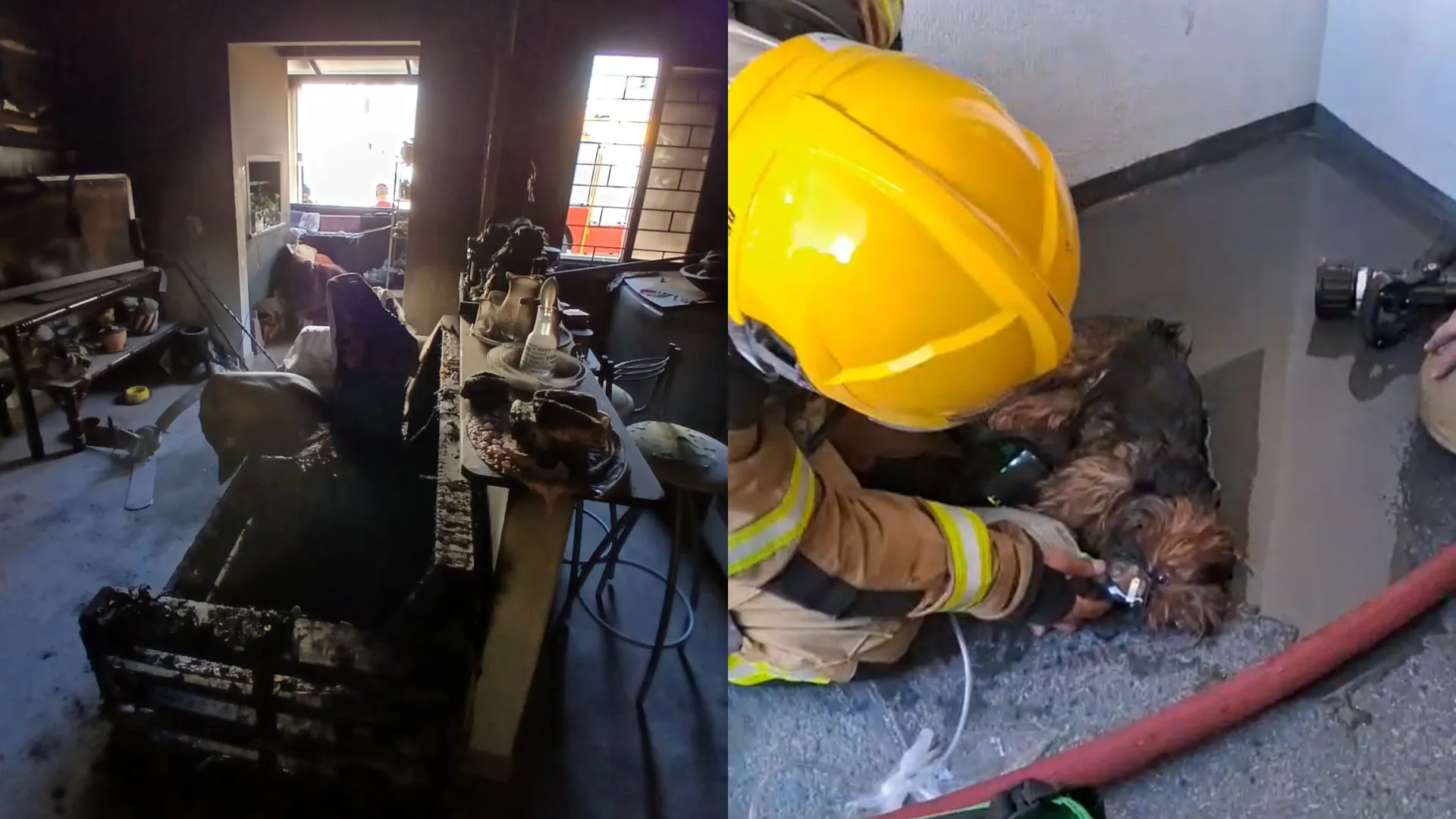 VÍDEO: cachorra recebe oxigênio após ser resgatada de incêndio em SC | G1