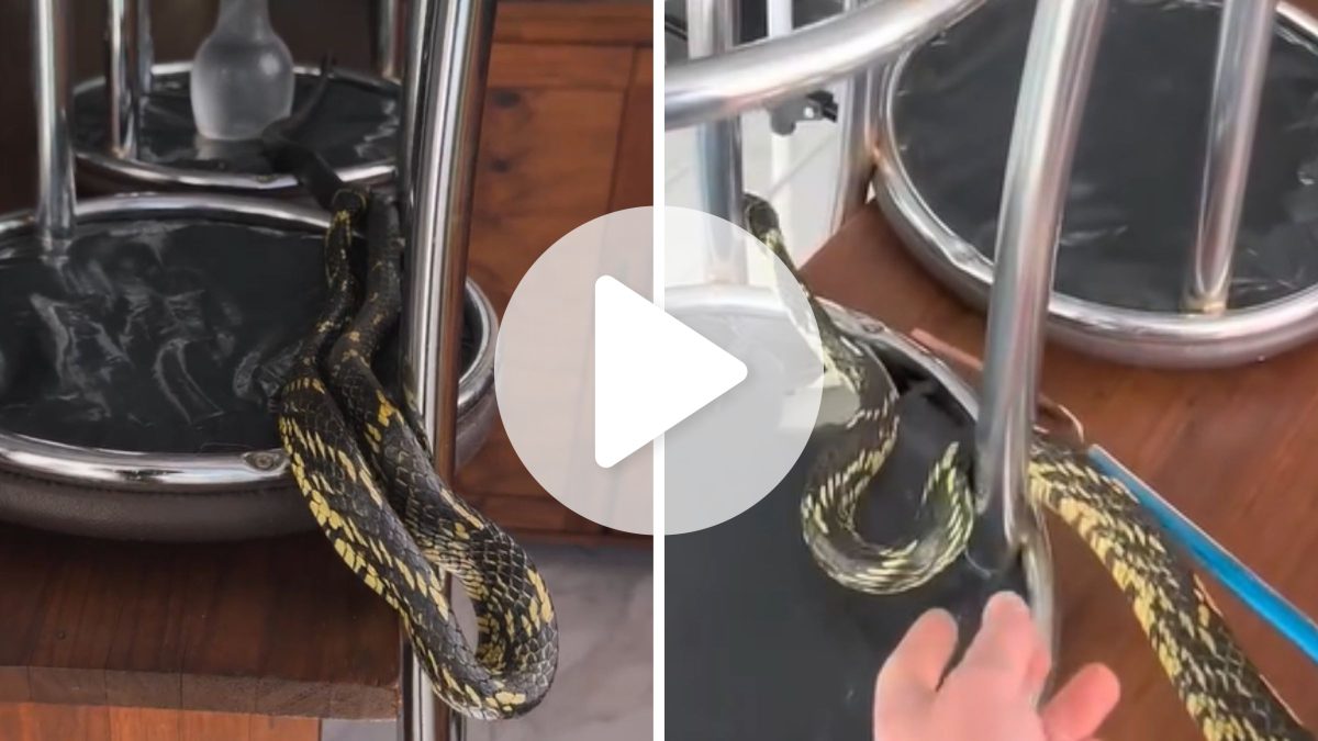 Cobra mais rápida do Brasil é encontrada ‘dando uma voltinha’ na cozinha de casa em SC