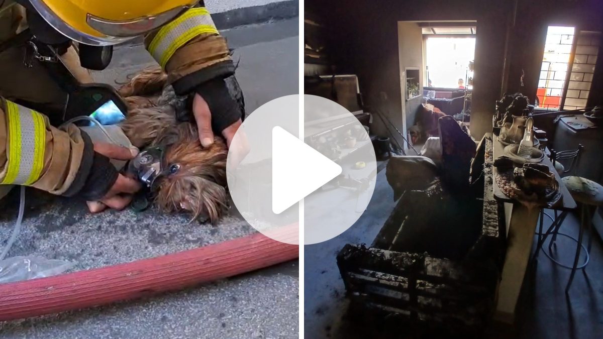 Cachorra fica presa dentro de apartamento em chamas e mobiliza resgate do Corpo de Bombeiros em SC