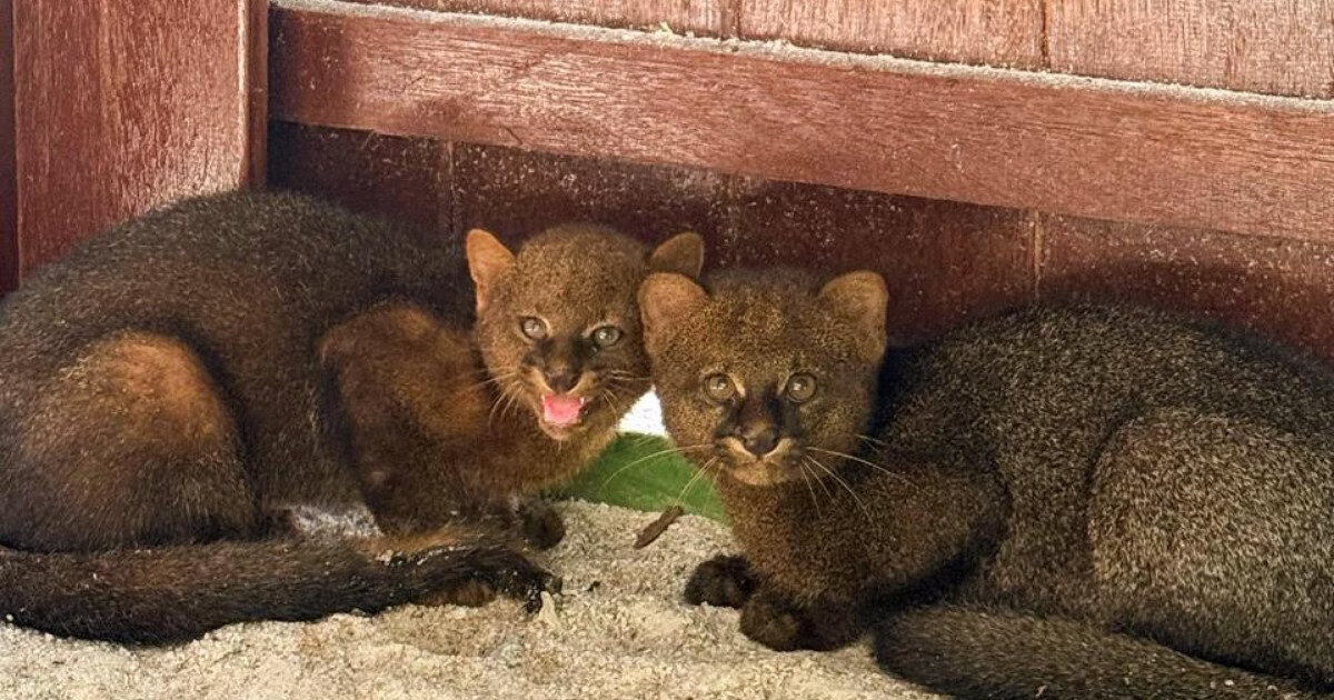 Parque Zoobotânico acolhe novos filhotes de gato-mourisco em Brusque