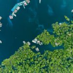 Reino Unido confirma aporte de US$ 540 milhões para fundo de florestas tropicais
