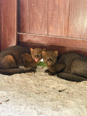 Gatos-mouriscos são os novos moradores do Zoobotânico