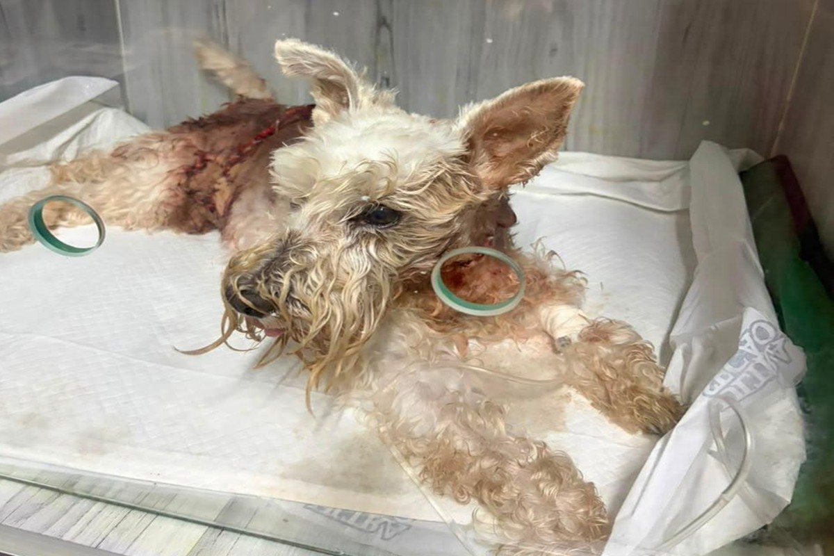 Cão morre ao ser atacado por golden em condomínio do DF; polícia investiga