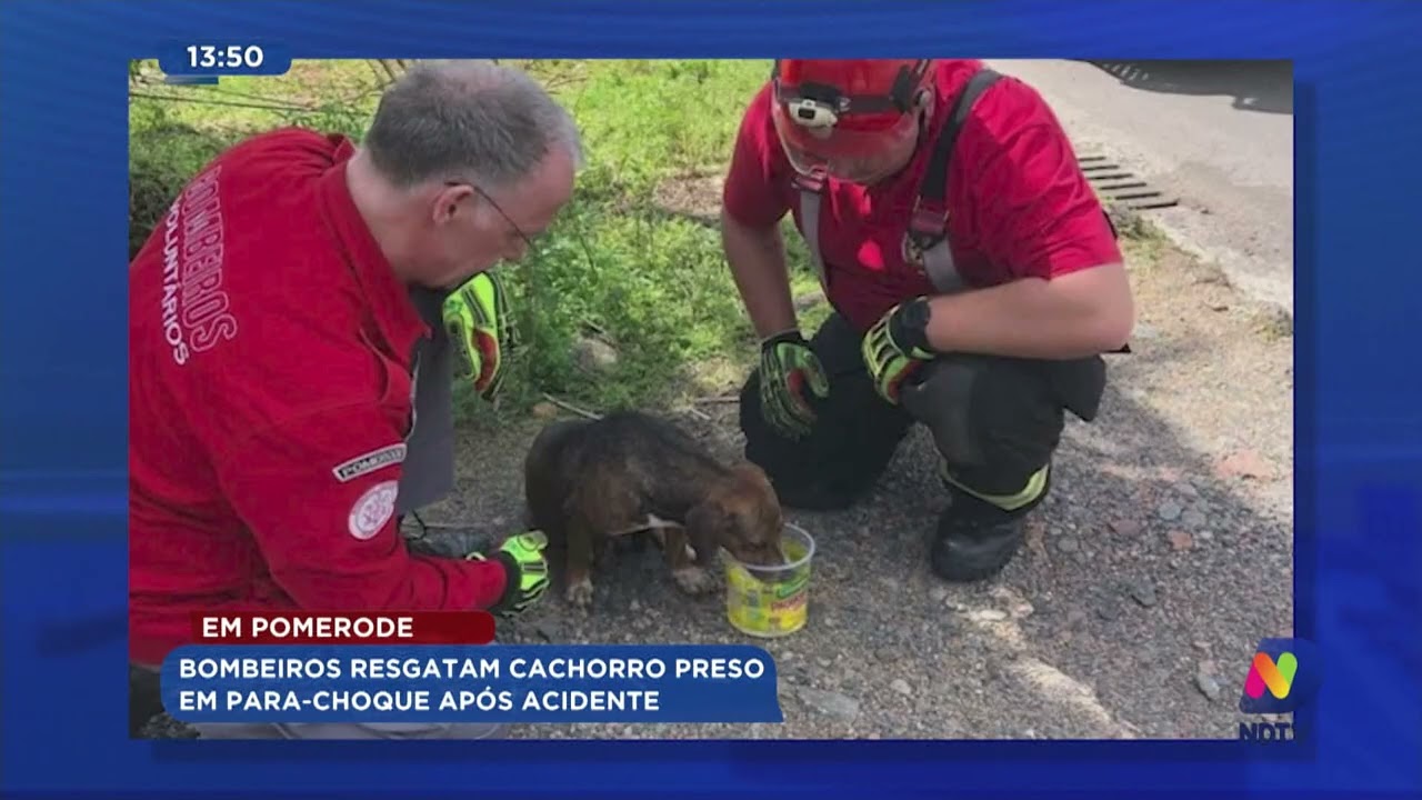 Em Pomerode: bombeiros resgatam cachorro preso em para-choque após acidente
