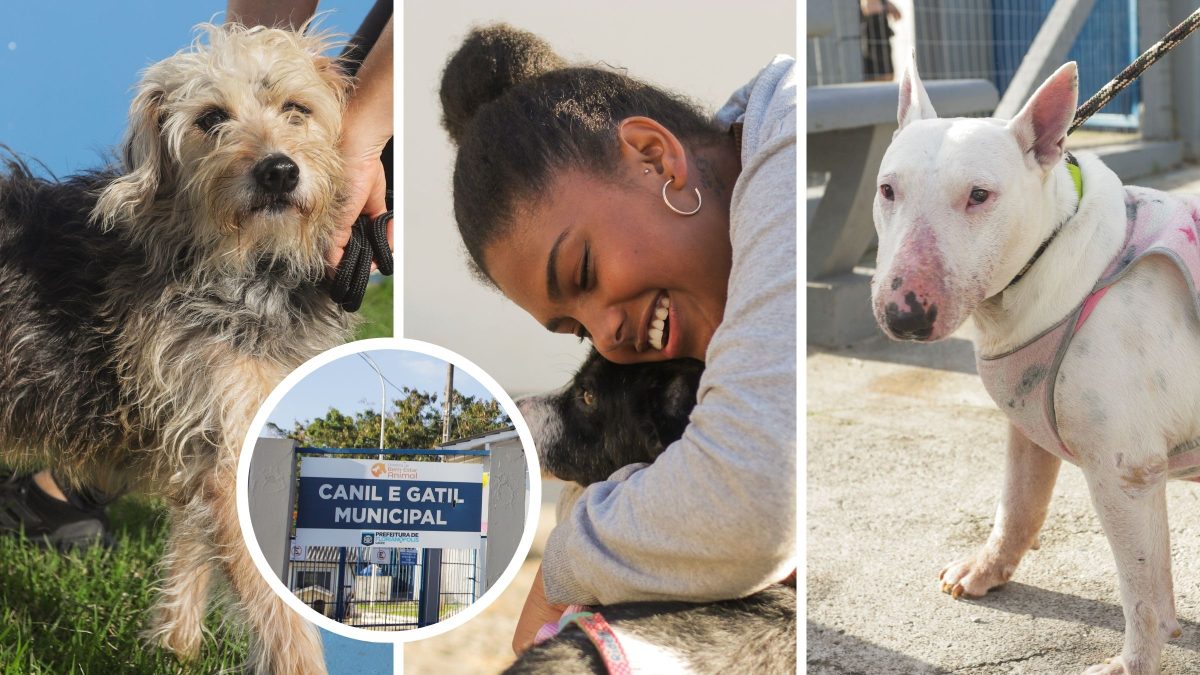 Cães com Leishmaniose buscam um lar em Florianópolis em evento de adoção