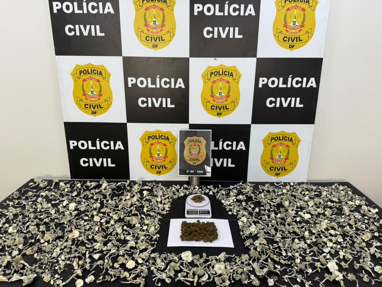 PCDF prende mulher e desmantela laboratório de cogumelos alucinógenos