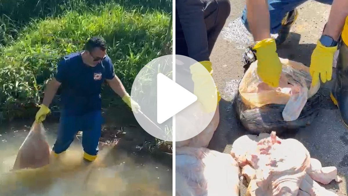 ‘Poderia ser almoço de muita gente’: denúncia revela descarte de mais de 15 quilos de carne em rio e responsável deve responder por crime ambiental em SC