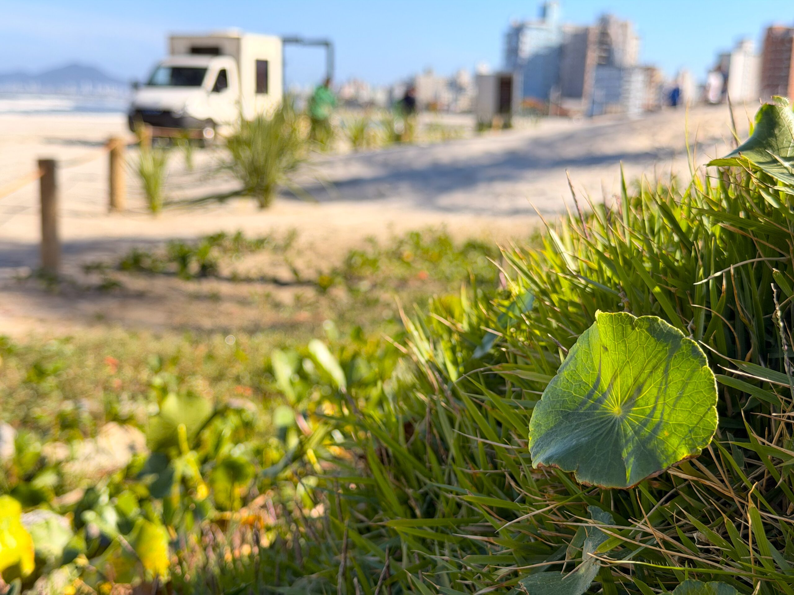 Prefeitura inicia implantação de restinga na Praia do Gravatá em Navegantes