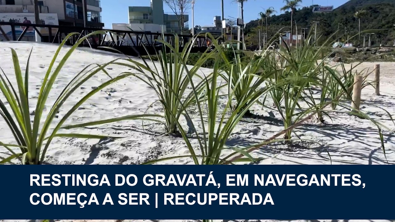 Restinga do Gravatá, em Navegantes, começa a ser recuperada