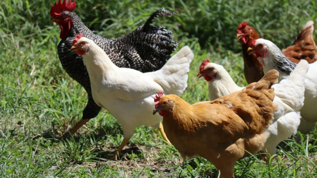 UE indica retomada de frango brasileiro; relatório está pendente