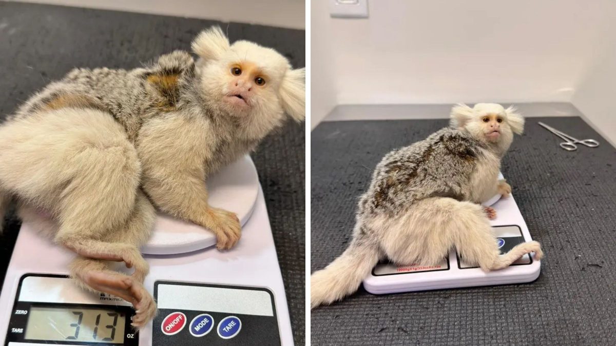 Sagui de aparência rara é encontrado com suspeita de atropelamento e mobiliza resgate em SC