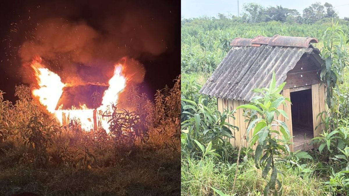 ‘Simplesmente tocaram fogo’: Abrigo de cães é encontrado em chamas e deixa comunidade revoltada em SC