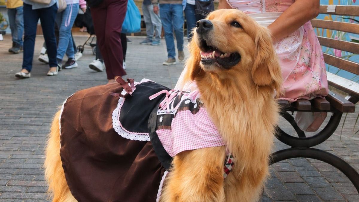 FOTOS: Com looks típicos, pets entram no clima e roubam a cena na Oktoberfest Blumenau 2026